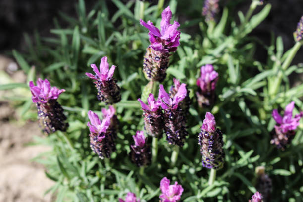 istock English lavender (Lavandula angustifolia) in garden 962873414