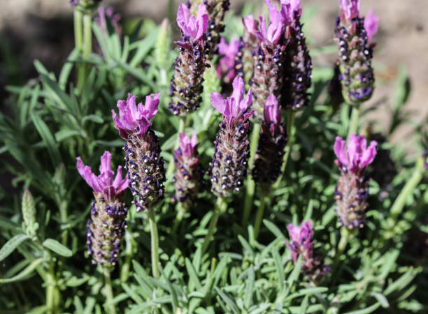 istock English lavender (Lavandula angustifolia) in garden 962873434