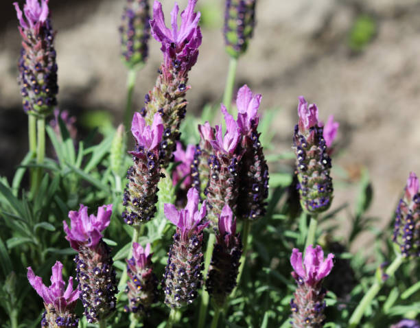 istock English lavender (Lavandula angustifolia) in garden 962873458