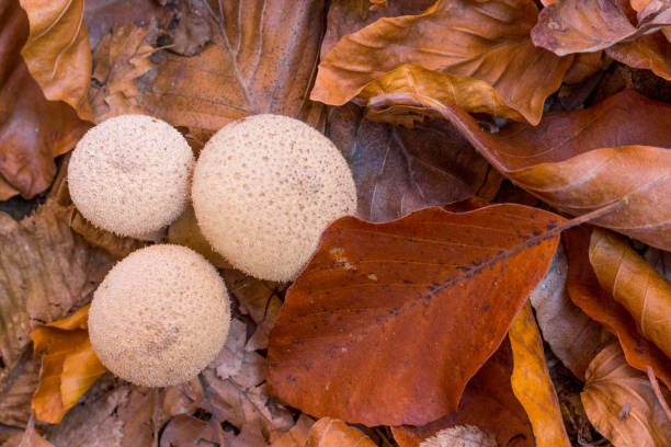 istock Autumn forest fallen leaves on the ground and 3 round mushrooms. 962873682