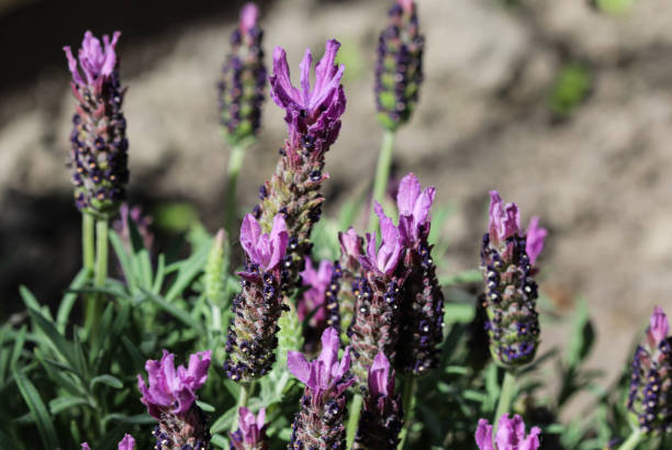 istock English lavender (Lavandula angustifolia) in garden 962873696