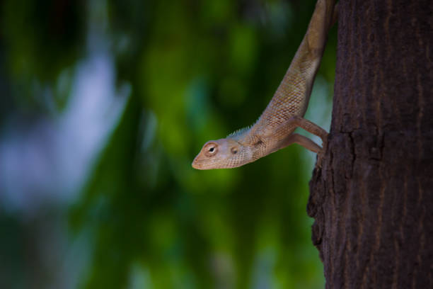 lagarto de la planta - lacerta agilis fotografías e imágenes de stock