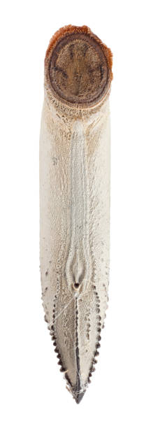istock Egg of stick insect - Necroscia annulipes 962874984