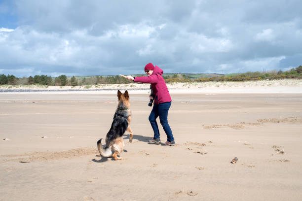 femme et chien de berger allemand jouant à chercher sur la plage déserte - dog retrieving german shepherd pets photos et images de collection