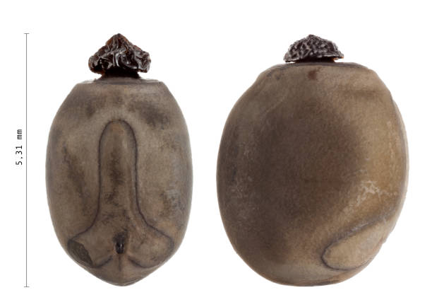 istock Egg of Pharnacia ponderosa with measurements, stick insects, phasmatodea 962877228
