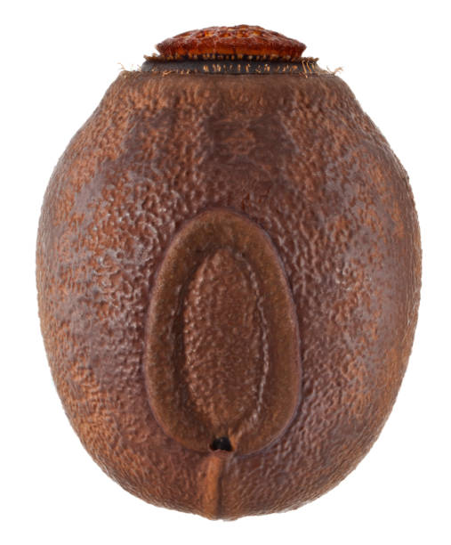 istock egg of stick insect - Cranidium gibbosum 962877346