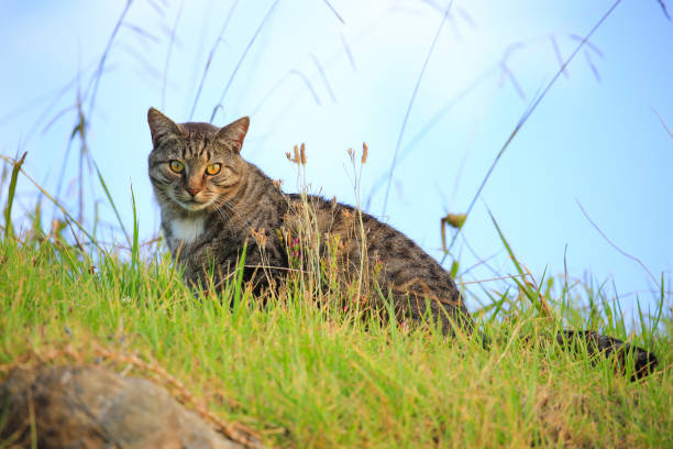 Undomesticated cat in Omapere, New Zealand Undomesticated cat in Omapere, on the south shore of the Hokianga harbour in the Northland Region, New Zealand. stray cat stock pictures, royalty-free photos & images