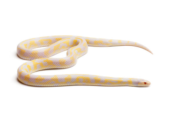 istock Albinos abberant eastern kingsnake or Common kingsnake, Lampropeltis getula californiae, in front of white background 962877594