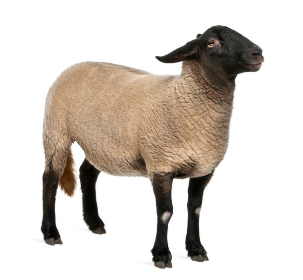 istock Female Suffolk /sheep/ - Ovis aries (2 years old) 962877630