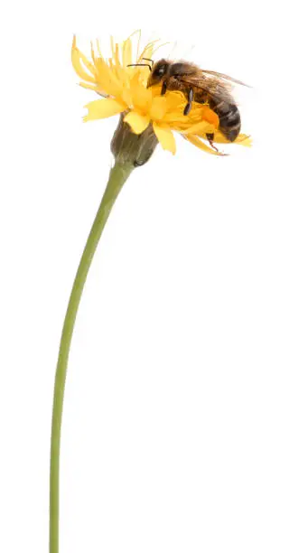 Photo of Western honey bee or European honey bee - Apis mellifera /// carrying pollen