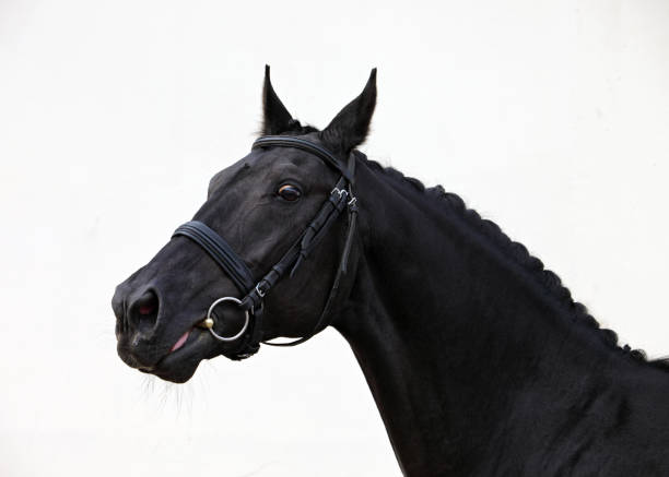 The evil black horse is nervous