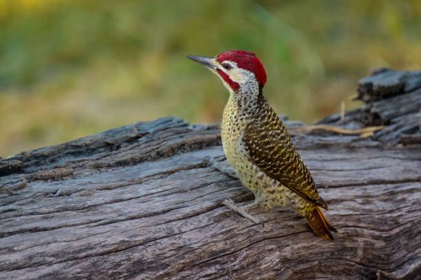Golden-tailed woodpecker