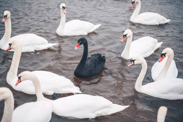 hohe winkelansicht von schwänen, die im see schwimmen - black swan stock-fotos und bilder