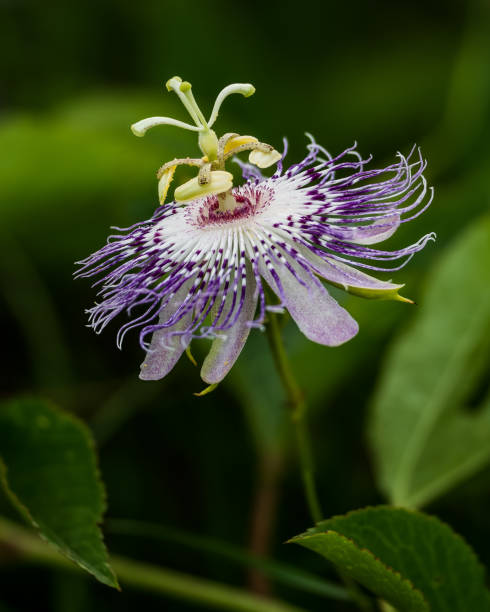 istock Tennessee Passion Flower 962891208