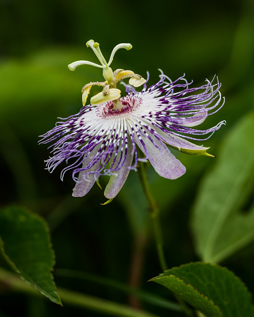 Tennessee Passion Flower