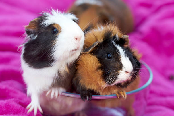 istock Guinea Pigs Pink Blanket 962891462