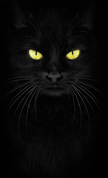 black cat looking at the camera, close-up cat portrait. fiery glance - black backgound imagens e fotografias de stock