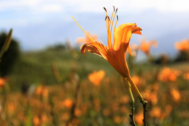 Orange daylily in taiwan