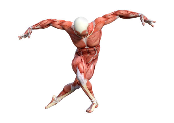 3D rendering of a male anatomy figure with muscles map isolated on white background