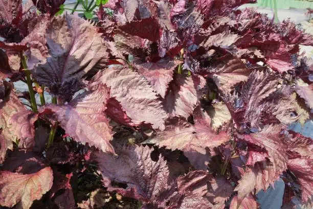 Japanese herb,Red Shiso cultivation in japan (Red perilla)