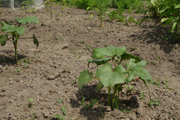 istock Plant of Okra 962894136