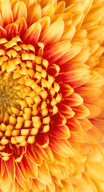 istock Gerbera flower closeup. many petals 962894326