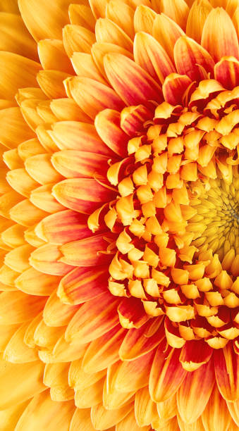 istock Gerbera flower closeup. many petals 962894340