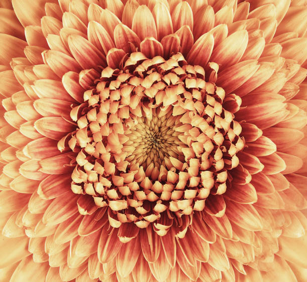 istock Gerbera flower closeup. many petals 962894430