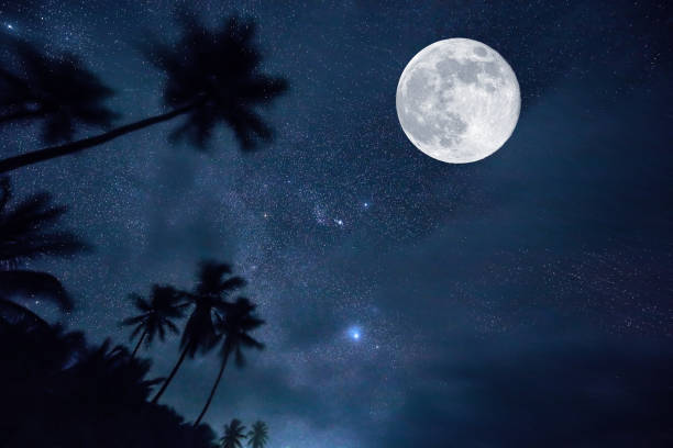 istock night sky, moon and palm trees. stars in the tropics 962894512