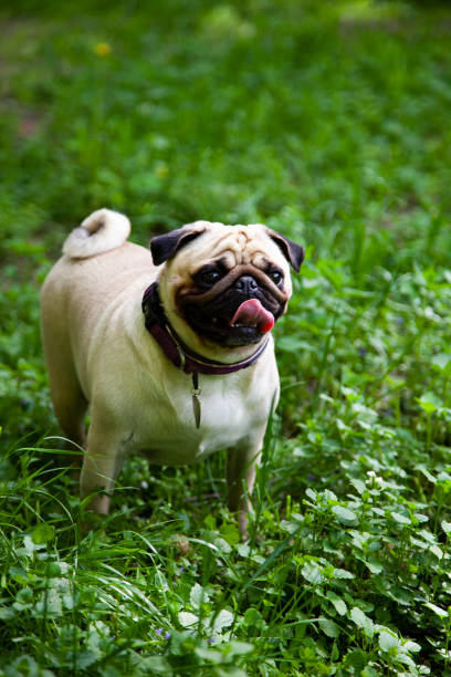 istock Pug for a walk on a summer day. 962895710