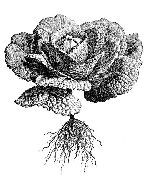 botanika rośliny antyczne grawerowanie ilustracja: kapusta sabaudijska - savoy cabbage stock illustrations