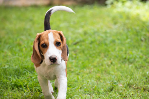 istock Cute beagle dog running on the grass 962899844