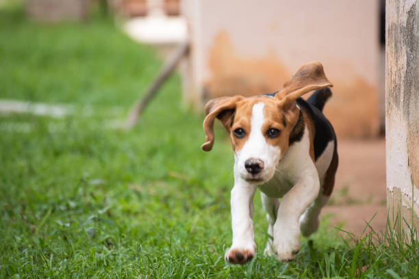 istock Cute beagle dog running on the grass 962899932