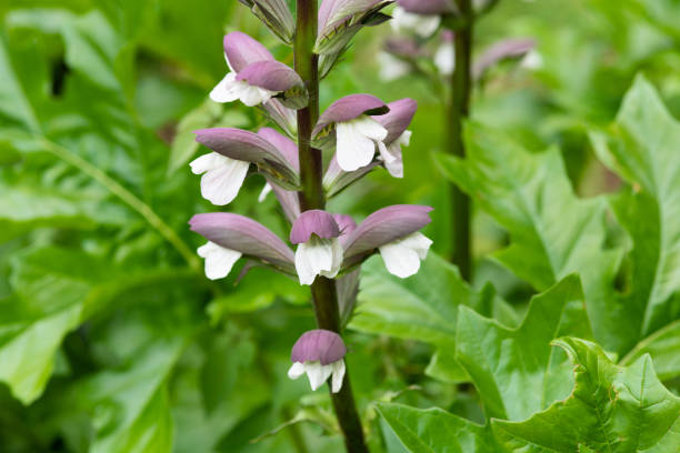 close-up of white Acanthus flower