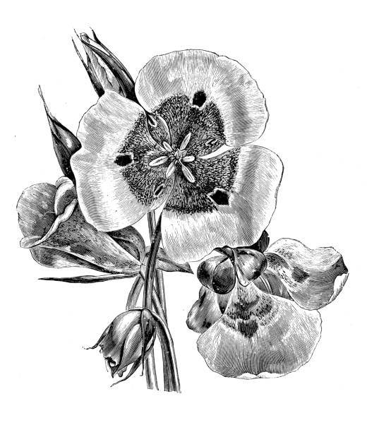 illustrazioni stock, clip art, cartoni animati e icone di tendenza di botanica piante antica illustrazione incisione: calochortus venustus (giglio di mariposa farfalla) - globe lily