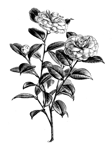 Botany plants antique engraving illustration: Camellia Japonica