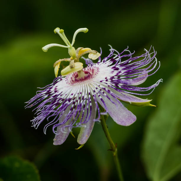 istock Tennessee Passion Flower 962903246