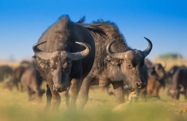 African Buffalo African Buffalo five animals stock pictures, royalty-free photos & images