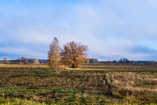 A view of the autumn country field under a cloudy blue sky on a sunny day, Latvia