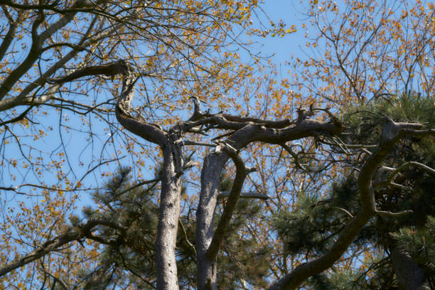 TREES PAUL RIVER BANK
