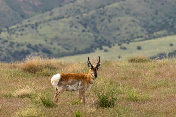 istock Pronghorn Antelope Buck on the Prairie 962915310