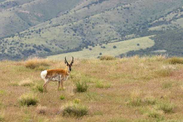 istock Pronghorn Antelope Buck on the Prairie 962915312