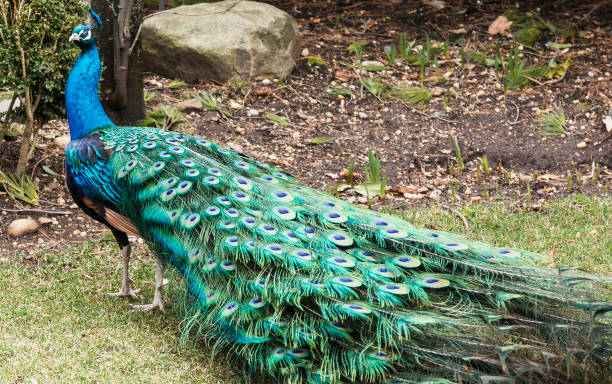 istock Blue and green peacock looking at camera 962915370