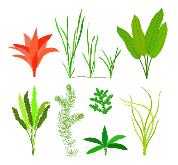 Sea plants and aquatic marine algae. Seaweed set isolated on white background. Vector illustration. Vector illustration. aquatic plant stock illustrations