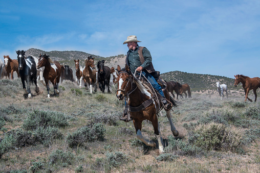 Cowboy Wrangler Riding Paint Horse Leading Herd Of Galloping Horses At ...