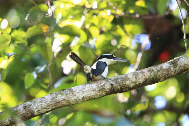 istock Sombre kingfisher (Todiramphus funebris) in Halmahera Island, Indonesia 962916194