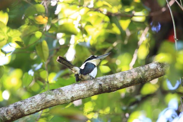istock Sombre kingfisher (Todiramphus funebris) in Halmahera Island, Indonesia 962916198