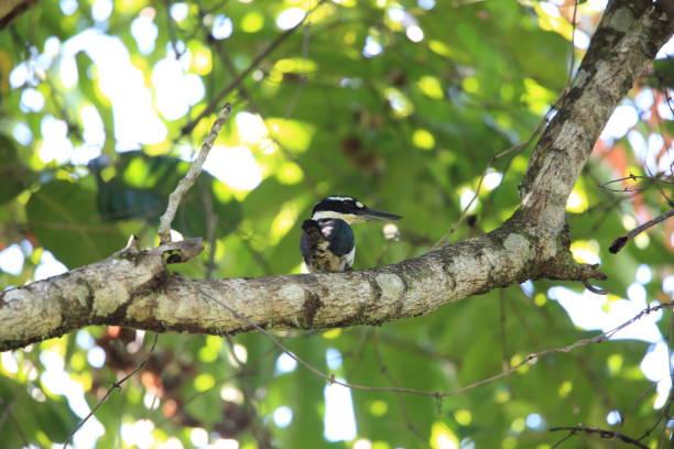 istock Sombre kingfisher (Todiramphus funebris) in Halmahera Island, Indonesia 962916442