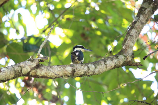 istock Sombre kingfisher (Todiramphus funebris) in Halmahera Island, Indonesia 962916600