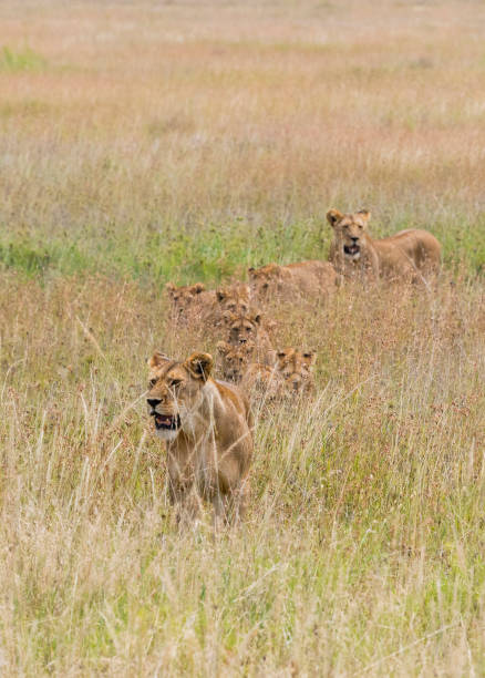 istock Lion family walking in grass, Africa 962917332